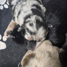 ANGEL Blue merle (Natural Bobbed tail) - Blue merle female Australian Shepherd puppy in Rainsville, Alabama from Chaparro Farm