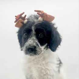 Radish - Parti female Goldendoodle puppy in North Carolina from Tuxedo Mountain Doodles