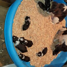 English Springer Spaniel Puppies from 31 Pines Springers & Retrievers