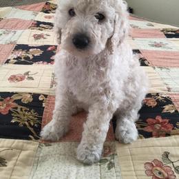 Poodle Puppies from Cisco Standard Poodles