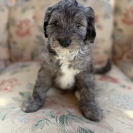 Waitlist 1 (M) - Blue merle male Bernedoodle puppy in Gales Ferry, Connecticut from Schweers Goldens and Doodles