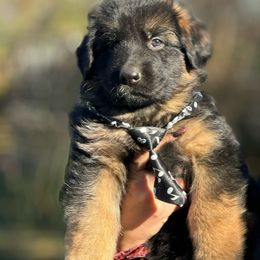 Baloo - German Shepherd puppy from ShadyOak Long Coat German Shepherds