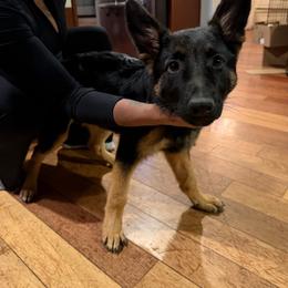 Lily - Black and tan female German Shepherd puppy in Spring Grove, Pennsylvania from Keystone German Shepards