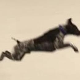 German Shorthaired Pointer All Grown Up from Aus Dem Norden GSP’s