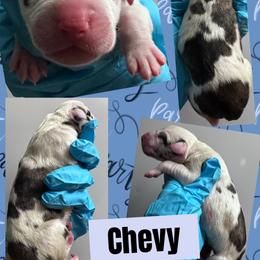 CHEVY - Brindle male Great Dane puppy in Wellsville, New York from Prophecy Danes
