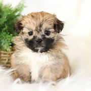 Maltipoo, Shichon, and Shihpoo Puppies from Timbercreek Puppies