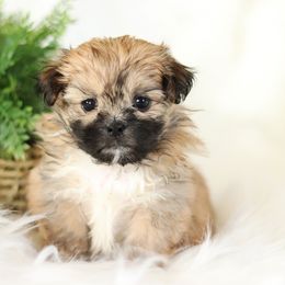 Maltipoo, Shichon, and Shihpoo Puppies from Timbercreek Puppies
