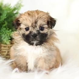 Maltipoo, Shichon, and Shihpoo Puppies from Timbercreek Puppies