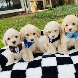 Steve - Champagne male Maltipoo puppy in Sugar Land, Texas from Celebrity Maltipoos