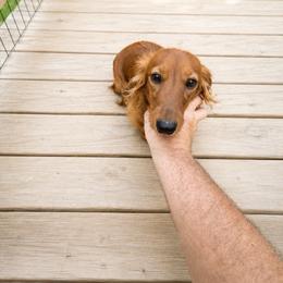 Margie - Red female Dachshund puppy in Indian Trail, North Carolina from Hilda’s Teenie Weenies