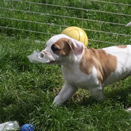 American Bulldog Puppies from Ferocia Kennels