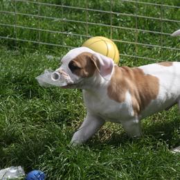 American Bulldog Puppies from Ferocia Kennels