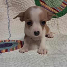 Bell - Cream and white female Chihuahua puppy in Branford, Florida from Mbjs Doxies and chihuahuas