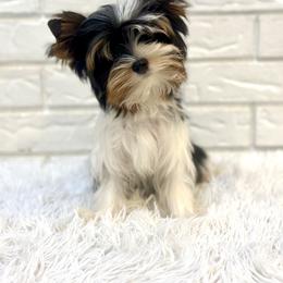 Beau - Black tan and white male Biewer Terrier puppy in Greenwood, South Carolina from Sweet Southern Puppies