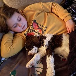 Bernedoodle and Poodle Puppies from Sunset Family Farm