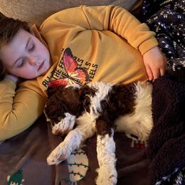 Bernedoodle and Poodle Puppies from Sunset Family Farm
