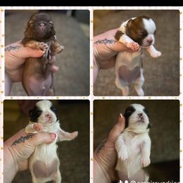 Shih Tzu and Yorkshire Terrier Puppies from Empire Yorkies