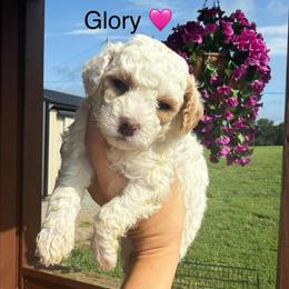 Glory - Parti female Poodle puppy in Greensburg, Kentucky from Doodle Me Crazy
