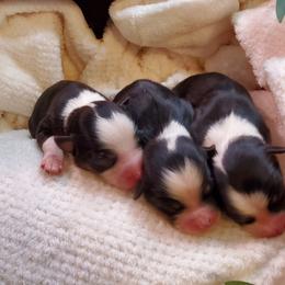 Miniature Australian Shepherd Puppies from Barnyard Mini Aussies