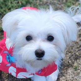 Maltese and Papillons from Floki's Friends