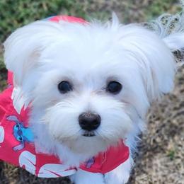 Maltese and Papillons from Floki's Friends