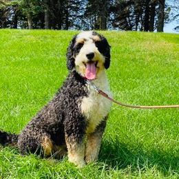 Cherokee - Bernedoodle