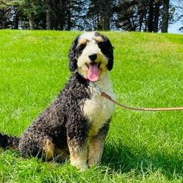 Cherokee - Bernedoodle