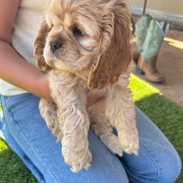 Girl 1 - Buff female Cocker Spaniel puppy in Winchester, California from All American Cocker Spaniels