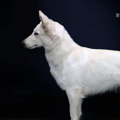 Rosé  - Berger Blanc Suisse