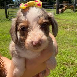 Abby - Dapple female Dachshund puppy in Mansfield, Missouri from Owens Farm