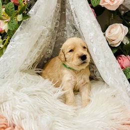 Goldendoodle Puppies from Daisy's Doodles Miami