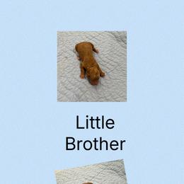 AKC Little brother - Red  male Poodle puppy in Harrisburg, Arkansas from Ransone’s Ridge Runners Poodles and Doodles