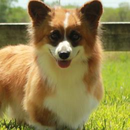 Penny - Pembroke Welsh Corgi
