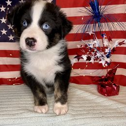 Australian Shepherd Puppies from 303 Aussies
