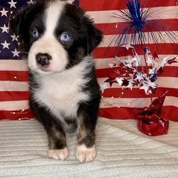 Australian Shepherd Puppies from 303 Aussies