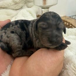 Maria - Merle female Goldendoodle puppy in Lexington, North Carolina from Southern Grace Acres