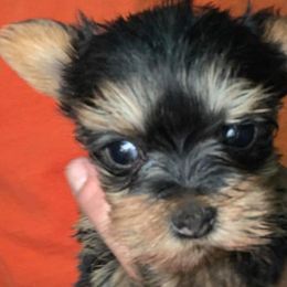 Yorkshire Terriers from Colene King