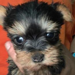 Yorkshire Terriers from Colene King