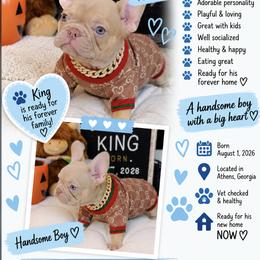 King - Fawn male French Bulldog puppy in Athens, Georgia from Imperial Frenchies