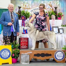 Siberian Husky All Grown Up from Howling Winds Siberians