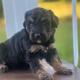 Rocco - Black phantom male Aussiedoodle puppy in Yellville, Arkansas from Ozark Mountain Doodles & Pugs