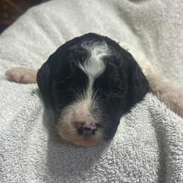 Black collar - Parti male Goldendoodle puppy in Mc Cook, Nebraska from Powers Doodles
