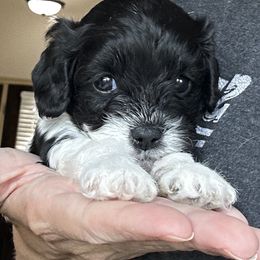 Thelma (Girl 3) - Black and white female Cavapoo puppy in Thorndale, Texas from Hattie’s Texas Cavapoos