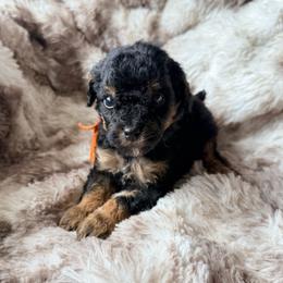 Mario - Phantom male Poodle puppy in Uniondale, New York from Poodles Are Mixy