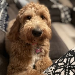 Miley - Goldendoodle