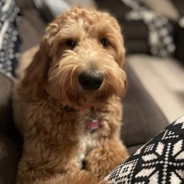 Miley - Goldendoodle