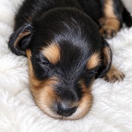 Dachshund Puppies from DachGen