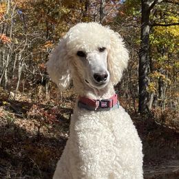 Kenny - Poodle