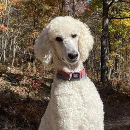 Kenny - Poodle