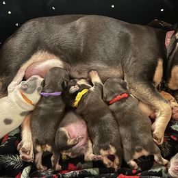French Bulldogs from Jenny Lorton